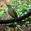 Satin Bowerbird