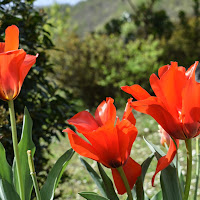 Colori naturali di 