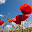 Poppies New Tab Page HD Pop Flowers Theme