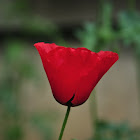 Poppy