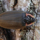 Winter Firefly