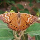 Tawny emperor