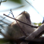 Superb Fairy Wren (Female)