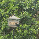 Red winged blackbird