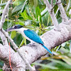 Collared Kingfisher