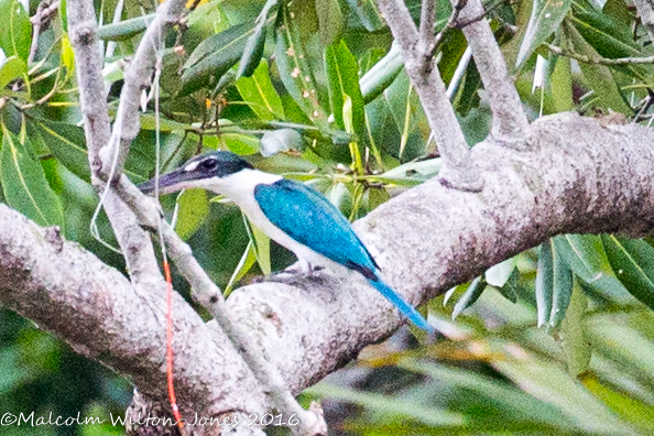 Collared Kingfisher