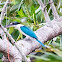 Collared Kingfisher