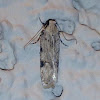 Mesquite Webworm Moth