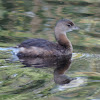 Pied-billed Grebe