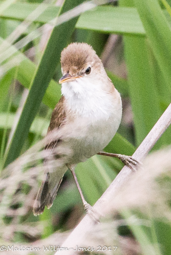 Great Reed Warbler; Carricero Tordal