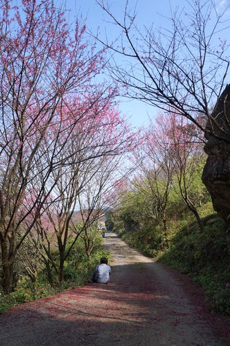 台北景點推薦-三峽櫻花秘境【熊空山觀天下農場】