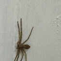 Huntsman spider