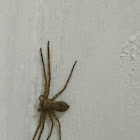 Huntsman spider