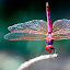 Dragonfly - New Tab in HD