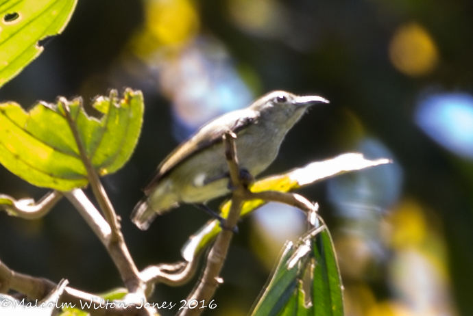 Little Spiderhunter