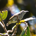 Little Spiderhunter