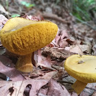 Bolete