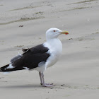 Great black-backed gull