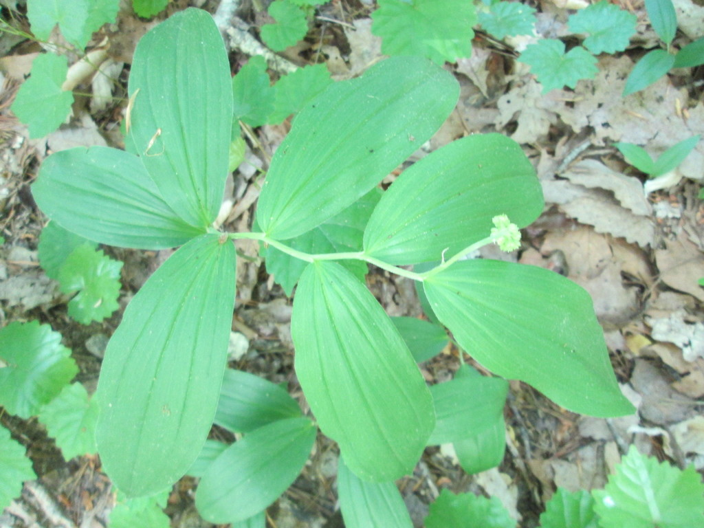 False Solomon's Seal