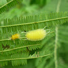 Lophocampa sp. Caterpillar