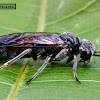 Black-banded spider wasp.