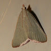 Pyralid Moth