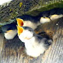 Tree Swallows