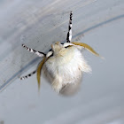 Calico Stem Borer Moth