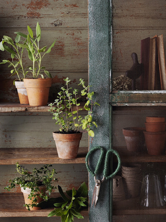 Many varieties of herbs can be successfully grown in pots.