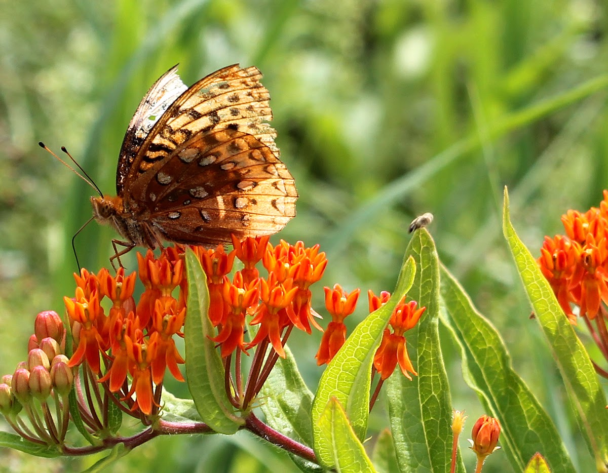 Great Spangled Frittilary