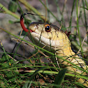 Common Garter Snake