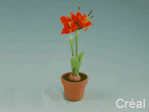 Amaryllis