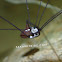 Harvestman