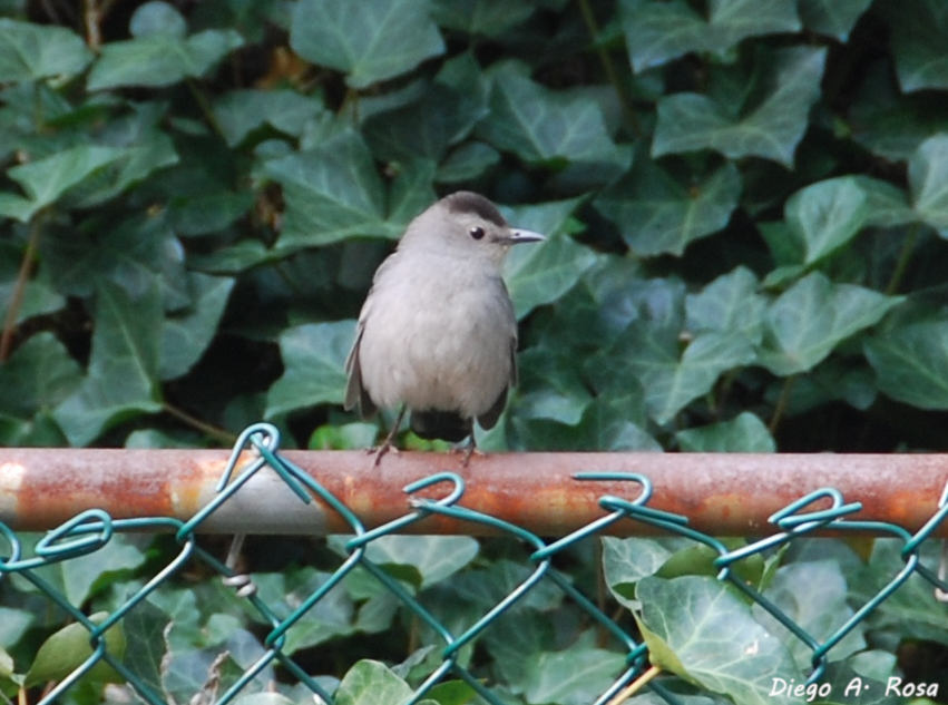 Grey Catbird