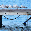 Black-headed Gull