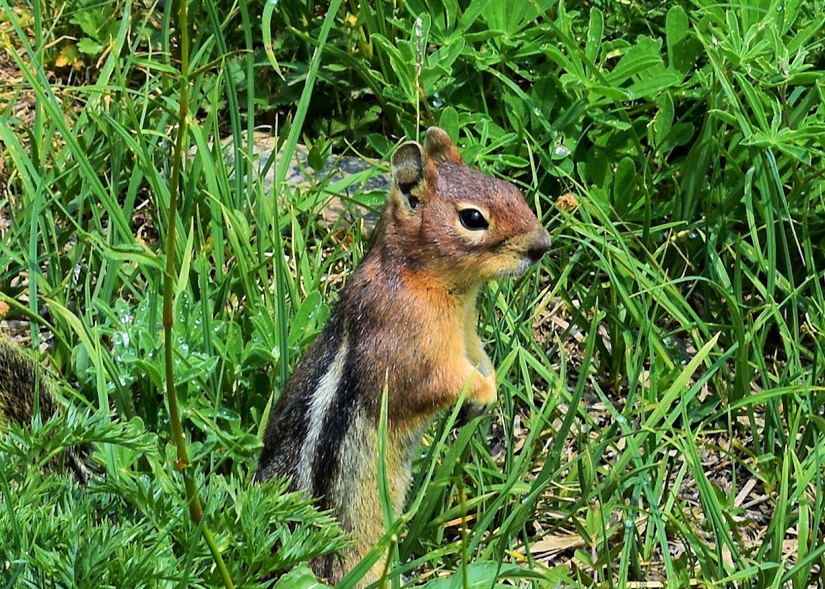 Golden-mantled ground squirrel