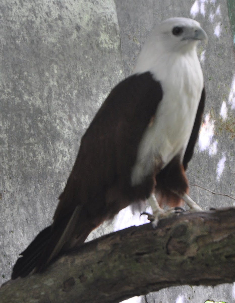 White-bellied sea eagle