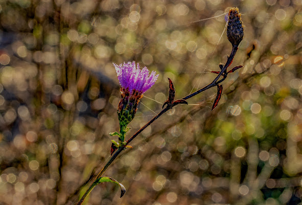 Fiori in autunno di Adri-Mugna