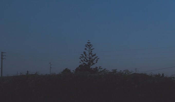 Tree in the city. di mattia_di_benedetto