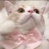 ユーザー