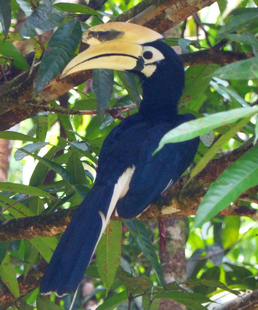 Oriental Pied Hornbill male