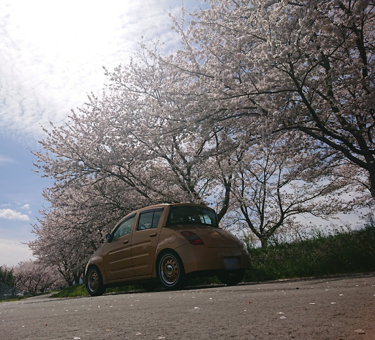 WiLL ViのWiLLと桜🌸のコラボに関するカスタム事例の投稿画像3枚目