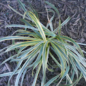 Spider Plant