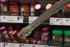 A shopper came face-to-face with a python at a grocery store in Sydney.