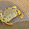 Spotted Moon Crab