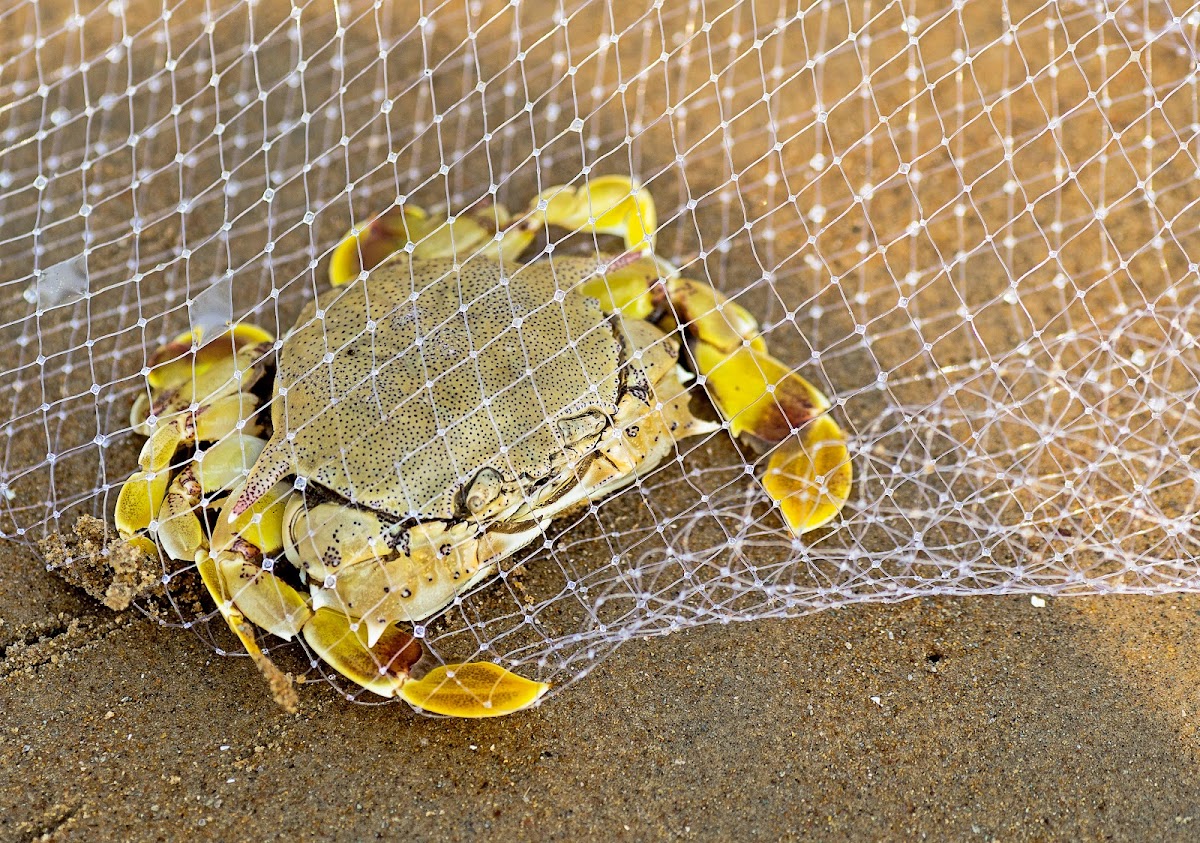 Spotted Moon Crab