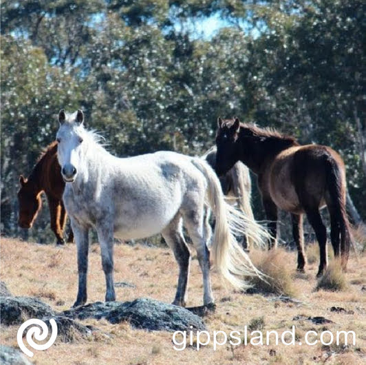 Feral pigs can cause high risk to the crops and wildlife, as well as to humans unlike the pigs, brumbies do not foal yearly and mostly located in mountain areas