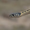 Blackneck Garter Snake