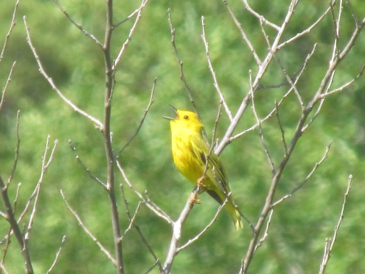 Yellow Warbler