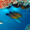 Duskytailed Cardinalfish